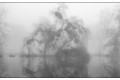 pescalis dans le brouillard